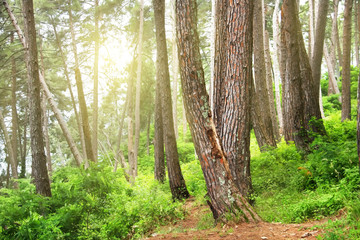 Pine forest. Relict trees (Pinus Pityusa, Pinus Brutia, Turkish pine). Gagra, Abkhazia.