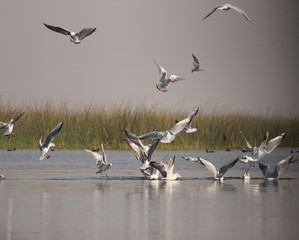 flock of seagulls