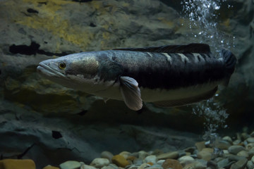 Channa micropeltes fish in aquarium. Wildlife animal.