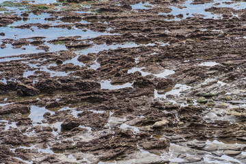 Rocky coastline beach texture in California