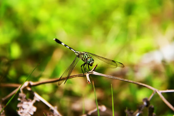 Green dragonfly sitting on a dry twig