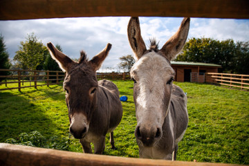 Donkeys Through Fence