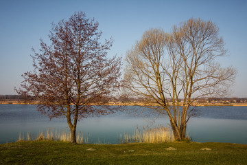 Dwa drzewa nad jeziorem