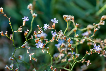 Wild flower closeup