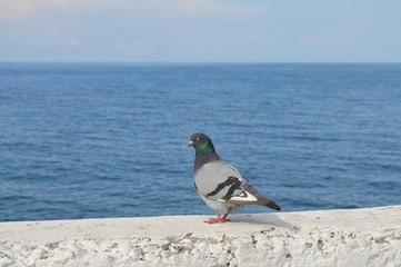 piegon and sea
