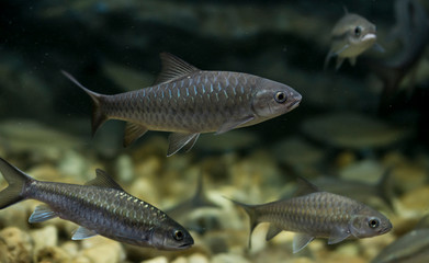 soro brook carp fish in aquarium. Wildlife animal.