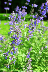 Blue flowers of Nepeta cataria (catnip, catswort, catmint). Floral background