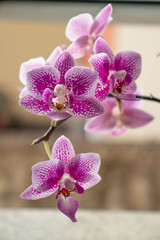 Fototapeta na wymiar Mini orquidea