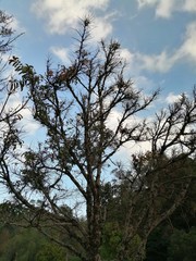 tree