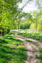 Fototapeta na wymiar Forest in spring. Spring landscape with country road on a sunny day