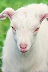 Obraz premium Small white goatling on the meadow. Close up
