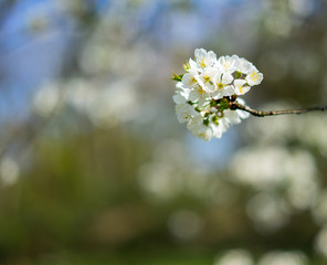 weiße Blüte vor unscharfem Hintergrund