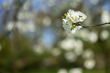 weiße Blüte vor unscharfem Hintergrund