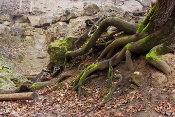 The roots of the big old tree. Mountain Forest. Close-up