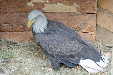 American Bald Eagle Horizontal