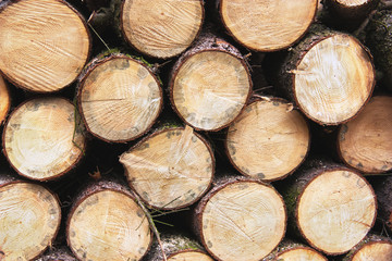Fototapeta premium A pile of stacked firewood. Natural background