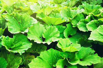 Leaves of Ligularia dentata (summer ragwort or leopardplant). Background