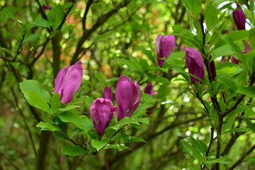 Obraz na płótnie Canvas magnolia flowers among the leaves