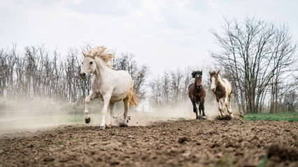 Fototapeta premium Rodzina Black Pear