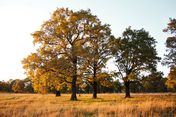 Group of Big old oaks in a field in autumn
