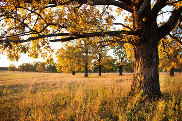 Big old oak in a oak grove in autumn