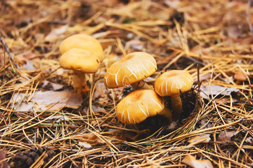 Yellow mushroom in the autumn forest. Hypholoma fasciculare (sulphur tuft, sulfur tuft or clustered woodlover).