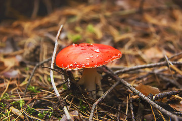 Red mushroom with white points in the autumn forest. Amanita muscaria (fly agaric or fly amanita)