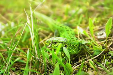 Sand lizard (Lacerta agilis), mating season colouring. Close-up