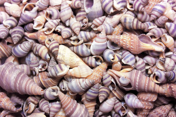 Colorful sea shells on the beach. Natural background