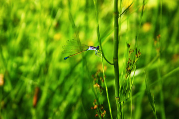 Blue dragonfly sitting on a twig. Natural background