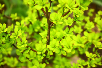 Foliage of Berberis thunbergii (Japanese barberry, Aurea)