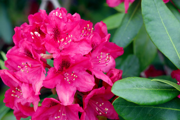 Red Azaleas flowers in the garden.Spring background.