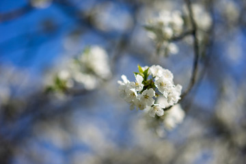 Weiße Blüte vor blaumen Himmel im Frühjahr