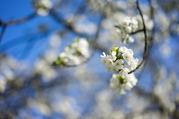 Weiße Blüte vor blaumen Himmel im Frühjahr