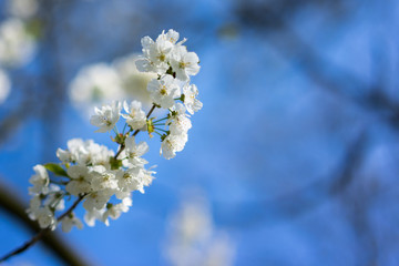 Obraz premium Weiße Blüte vor blaumen Himmel im Frühjahr