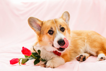 festive portrait of cute red dog puppy Corgi lying on fluffy pink plaid with rose flowers in his paws and licks his nose