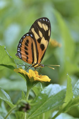 Obraz premium Butterfly perched on yellow flower