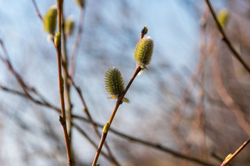 beautiful branches with buds of a tree in spring