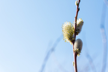 branche with buds of a tree in spring