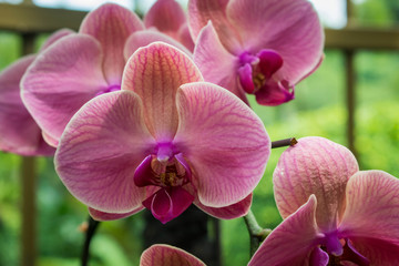 Purple Orchid