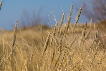Obraz premium beautiful spike in the wind in the field