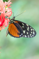Orange butterfly with pink flowers