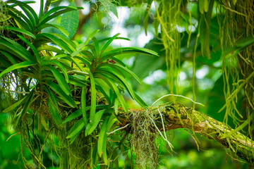 Naklejka premium Green rainforest 