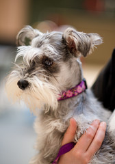 cute close up of mini schnauzer, wearing red collar being held 