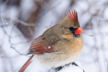 Vibrant female red cardinal bird on branch. Close up with soft focus snow in background. 