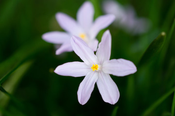 Fototapeta premium Kwiatki wiosenne