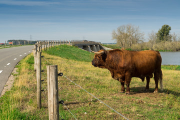 Highland cattle with flies on his nose, in national park Biesbosch, The Netherlands 