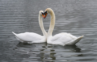 Naklejka premium Love