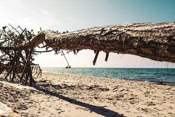 Dead pine tree lying horizontal on the wild beach framing the ocean horizon perfectly on a bright sunny day. Weststrand National Park Dar&szlig;, Zingst, Baltic Sea (Deutsche Ostsee) in Germany