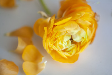 Orange close-up ranunculus petals 